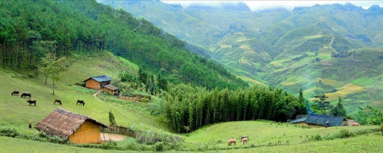 Yen Minh Pine Forest in Ha Giang